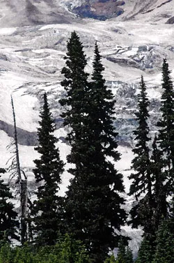 Trees in the mountains